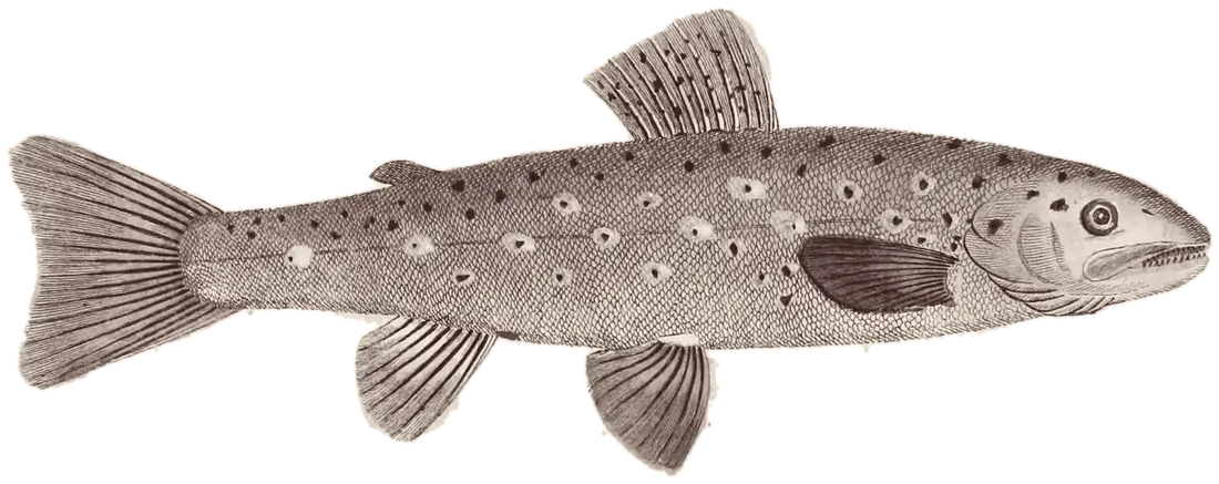 Pastrmka, gravura iz Blochove Ichthyologie