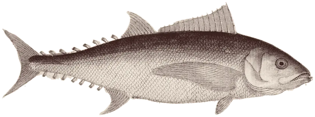 Tuna, gravura iz Blochove Ichthyologie